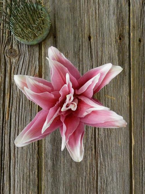 ROSE LILY  S BI-COLOR WHITE/PINK ORIENTAL LILIES